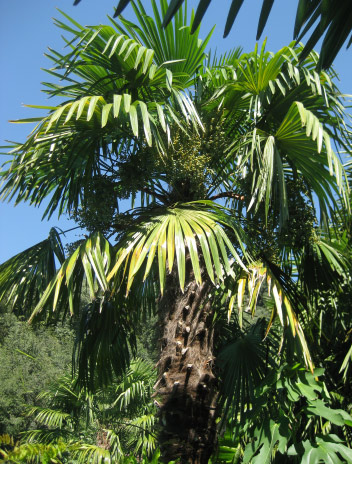 Palmensamen als Urlaubssouvenir