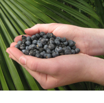 Palmensamen Palmbox