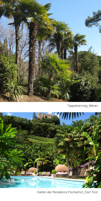 Die Hanfpalme - Trachycarpus fortunei - Residence Fischerhof in Dorf Tirol